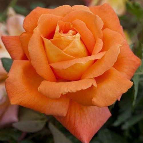 ROSA 'Louis de Funès'