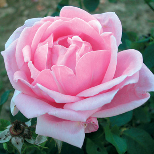 ROSA 'Mme Caroline Testout' (hybride de thé)