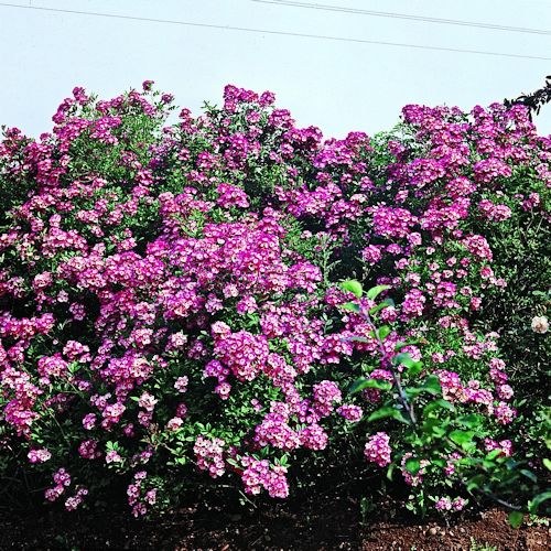 ROSA 'Mozart' (hybride de Moschata)