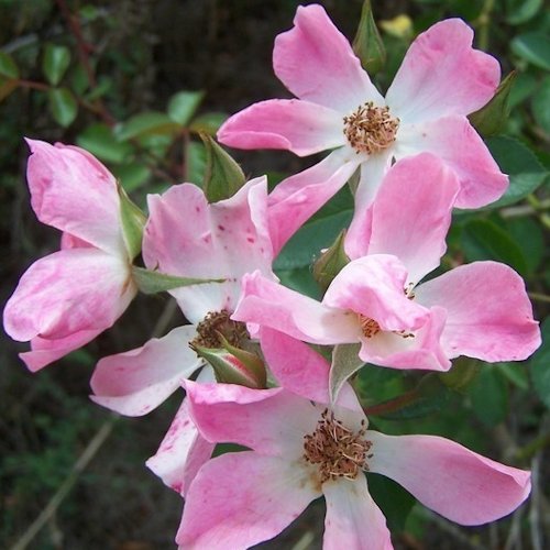 ROSA 'New Face'