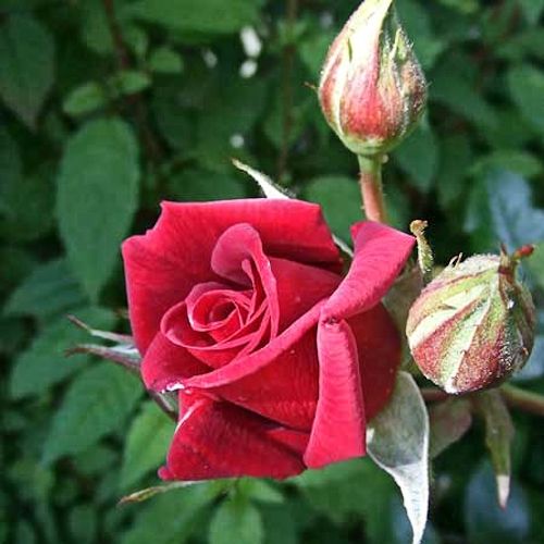 ROSA 'Paul’s Scarlett' (hybride de thé) Clg
