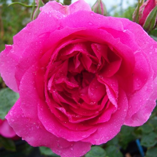 ROSA 'Pink Cloud'