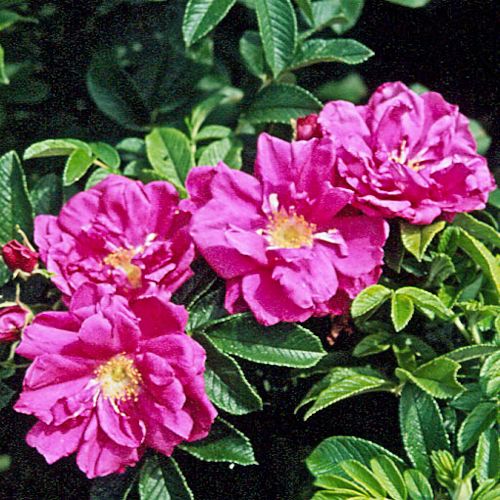 ROSA 'Rubra')