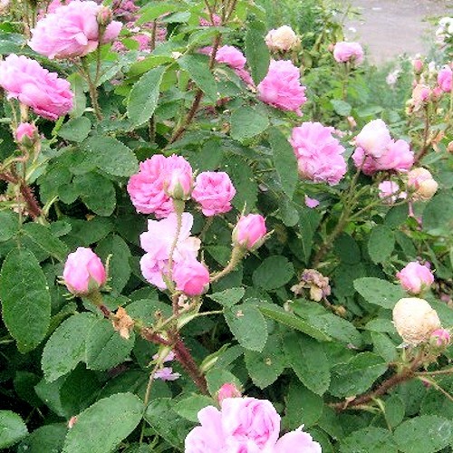 ROSA 'Salet'