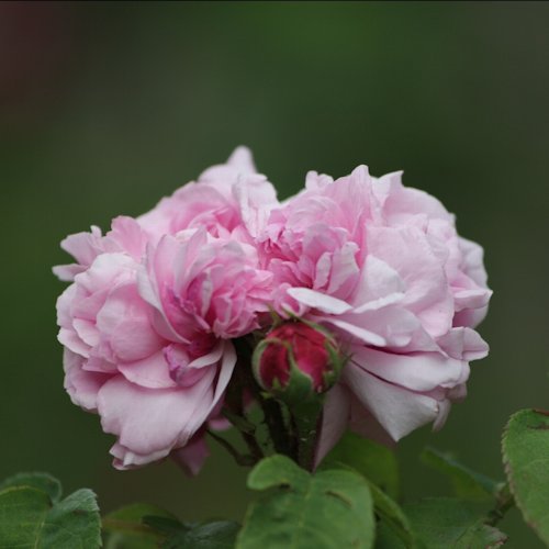 ROSA 'Sidonie'