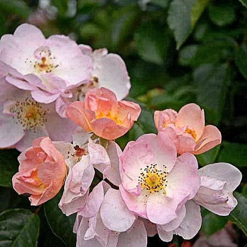 ROSA 'Smarty'