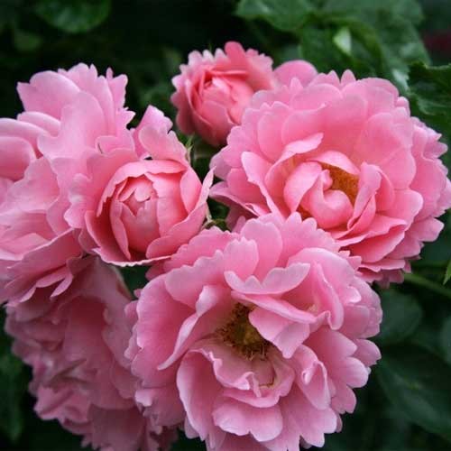ROSA 'Vent d'été'