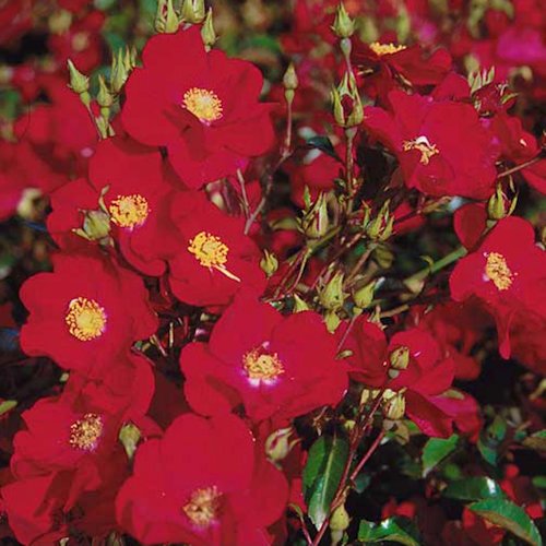ROSA 'Vesuvia®' Noare