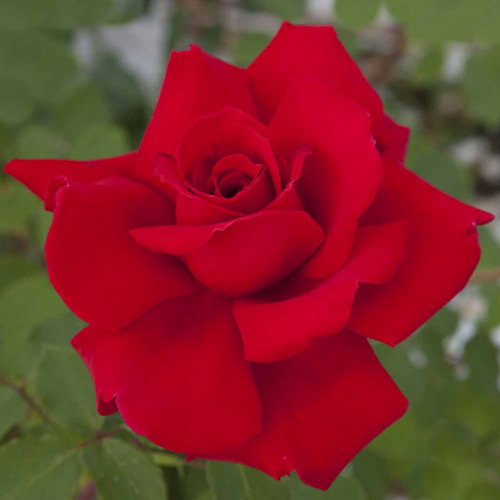 ROSA 'Victor Hugo'