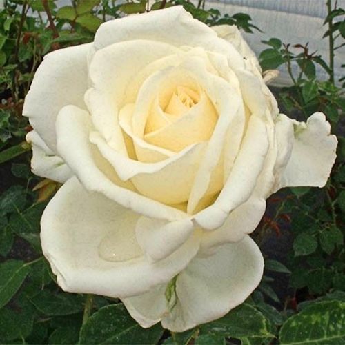 ROSA 'Virgo'