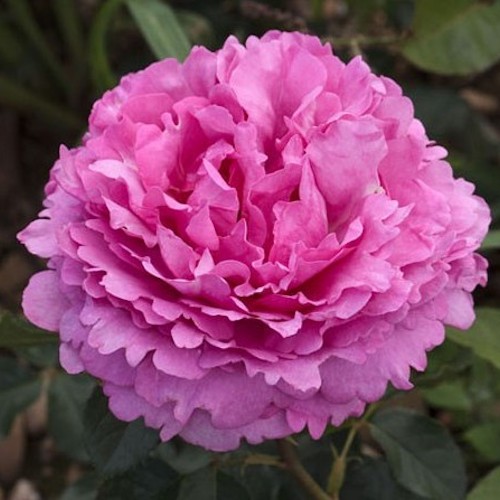 ROSA 'Yves Piaget' ®