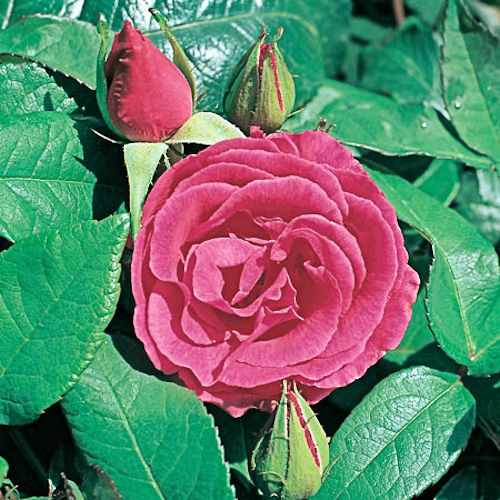 ROSA 'Zephirine Drouhin'