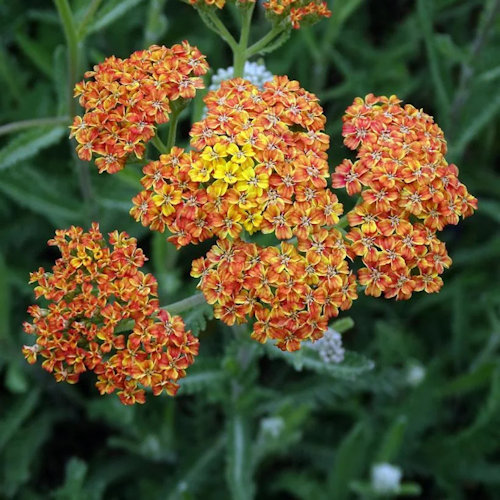 ACHILLEA 'Terracotta'