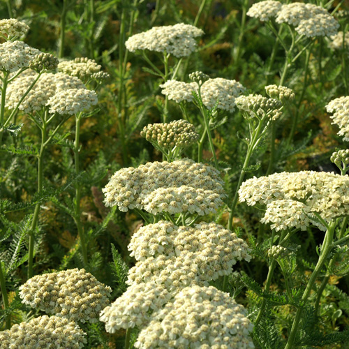 ACHILLEA 'Desert Eve Cream'