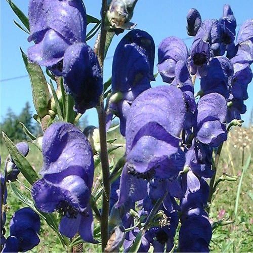 ACONITUM carmichaelii 'Arendsii'