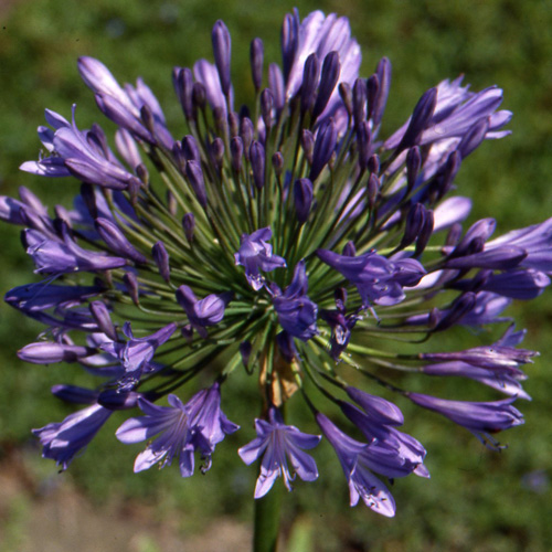 AGAPANTHUS 'Donau'