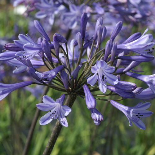 AGAPANTHUS 'Dr Brouwer'