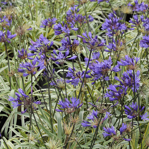 AGAPANTHUS 'Gold Strike' 