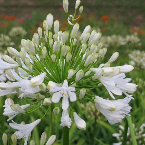 AGAPANTHUS 'Ice Lolly' 