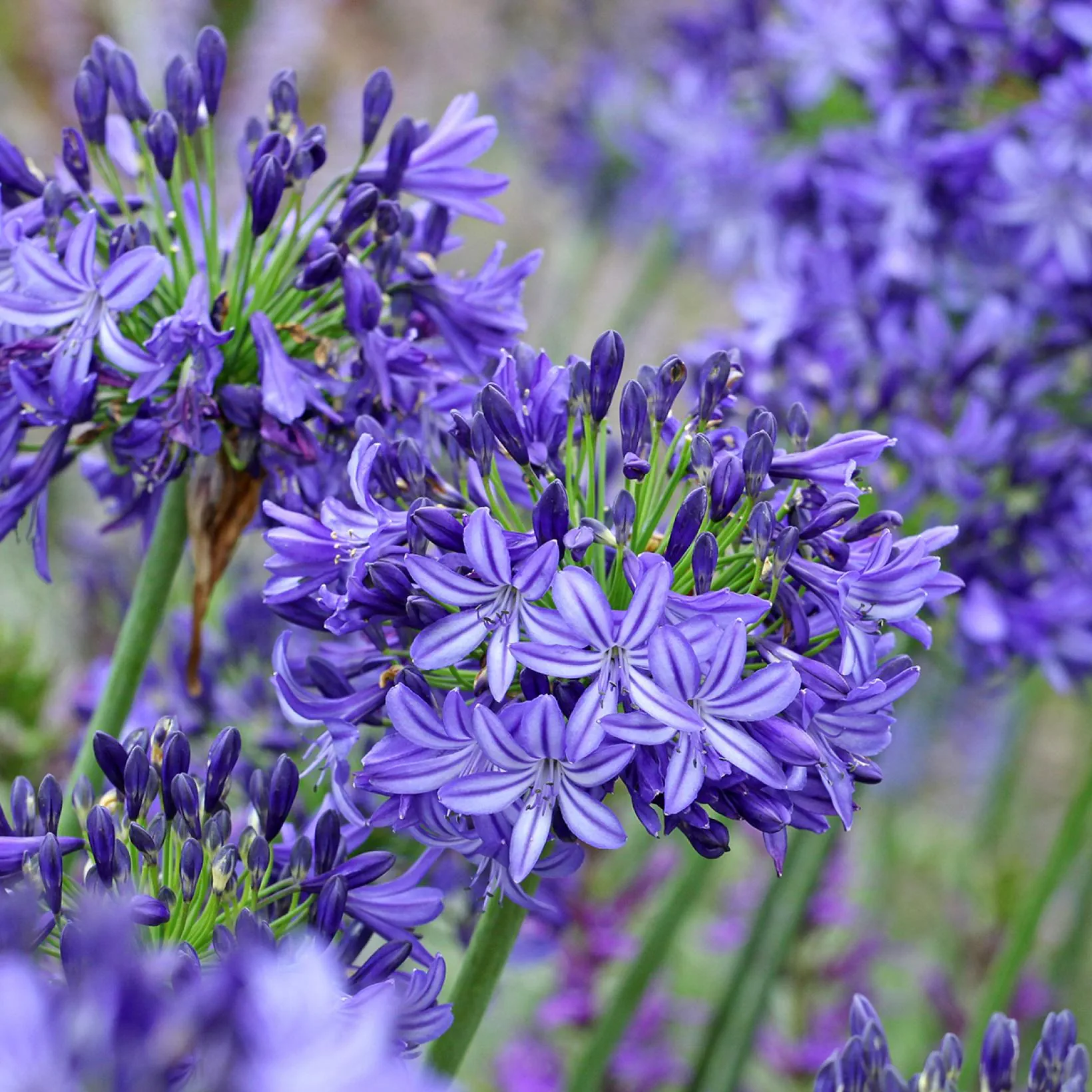 AGAPANTHUS 'Northern Star'