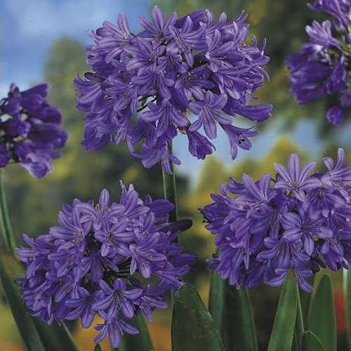 AGAPANTHUS 'Pinnochio'