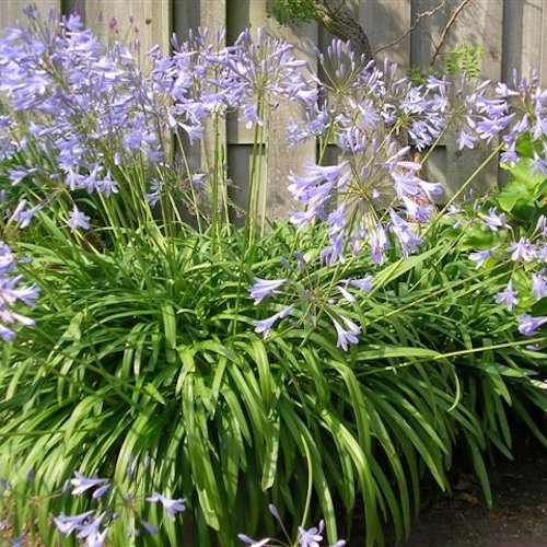 AGAPANTHUS 'Sunfield'