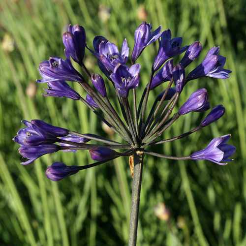 AGAPANTHUS 'Intermedius'