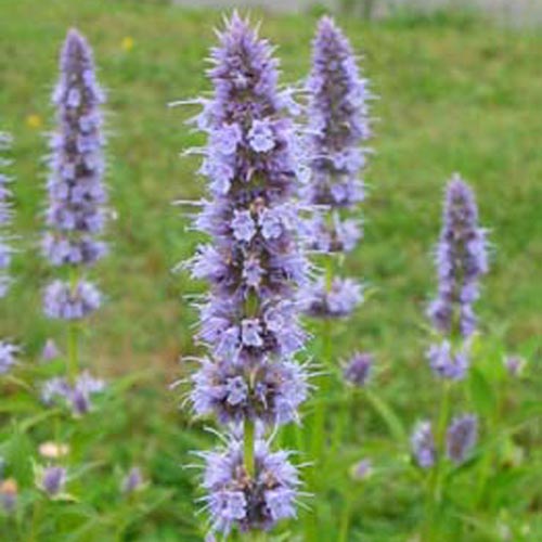 AGASTACHE 'Blue Fortune'