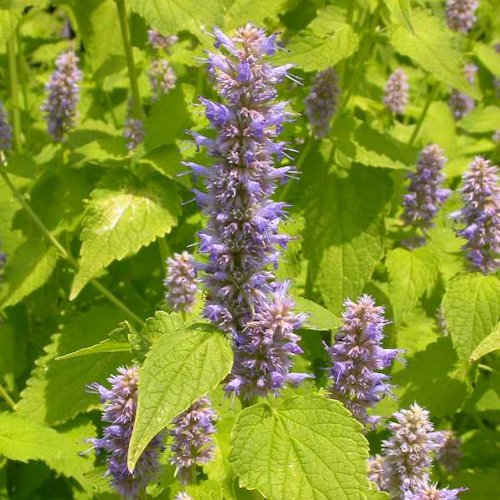 AGASTACHE 'Honey Bee' ®