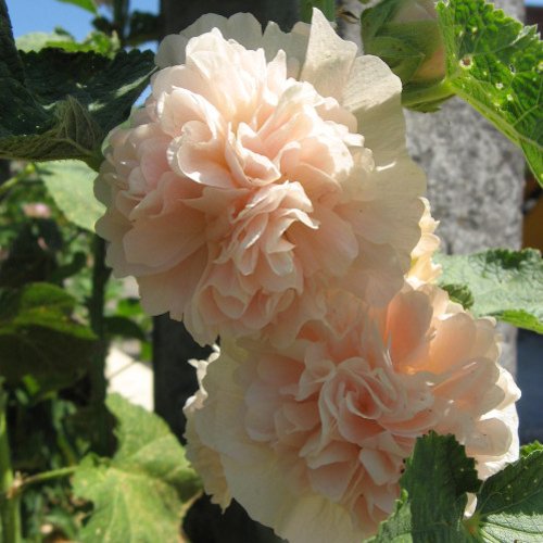 ALCEA rosea Chater's Saumon