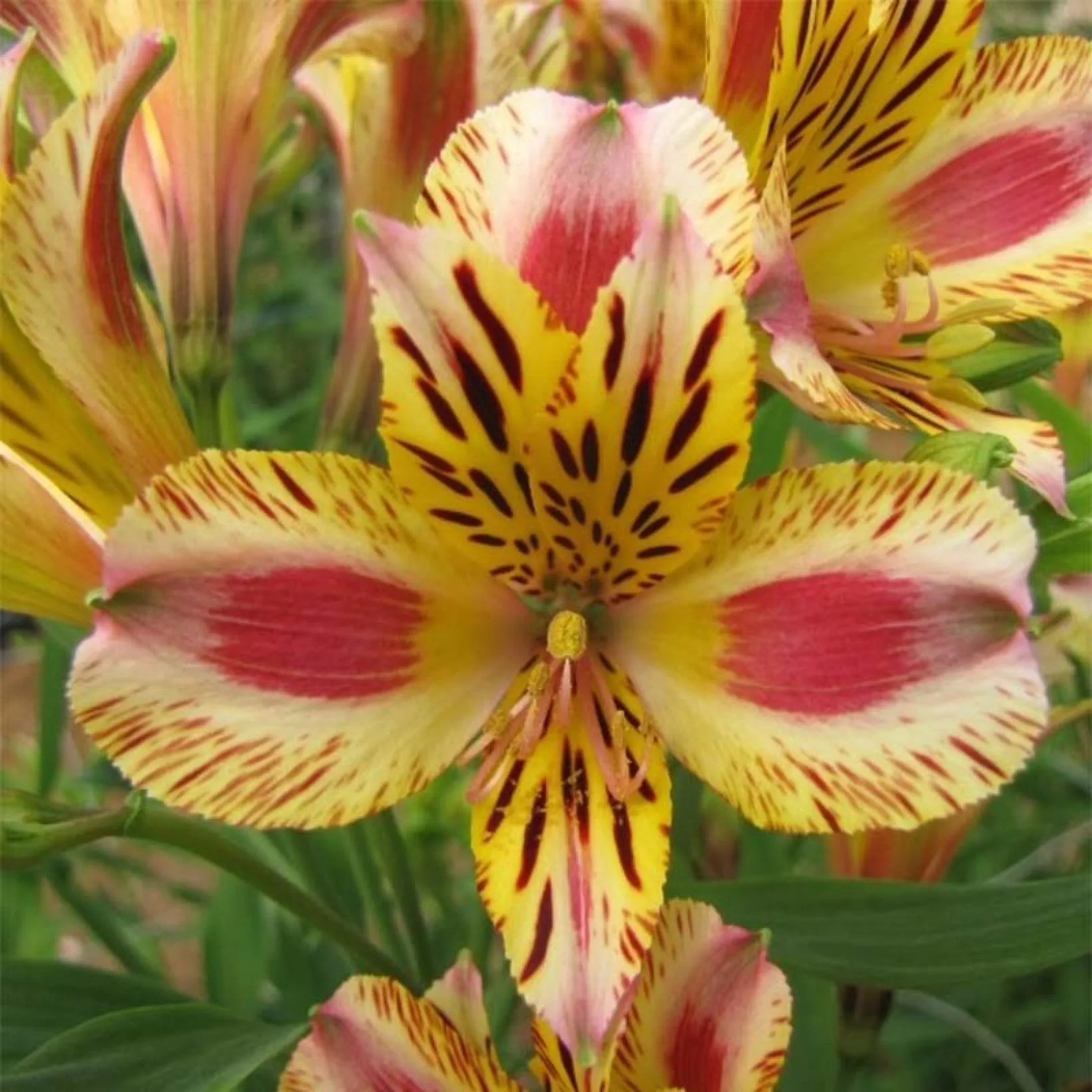 ALSTROEMERIA 'Brissac'