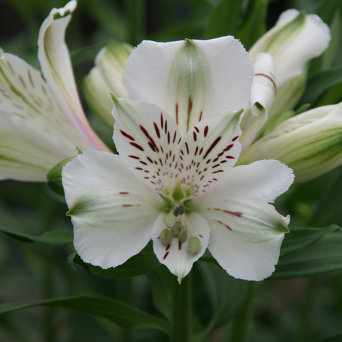 ALSTROEMERIA 'Mazé' ®