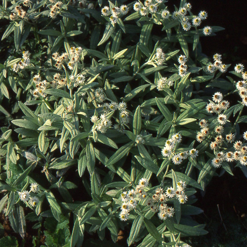 ANAPHALIS triplinervis