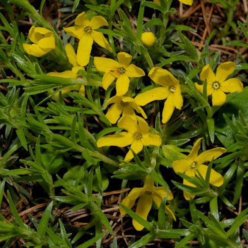 Androsace vitaliana