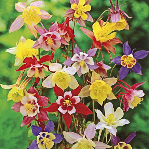 AQUILEGIA Mc Kana Hybrids