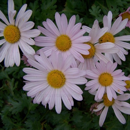 ARCTANTHEMUM arcticum 'Roseum'