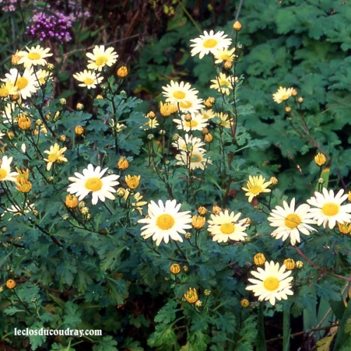 ARCTANTHEMUM arcticum 'Schwefelglanz'
