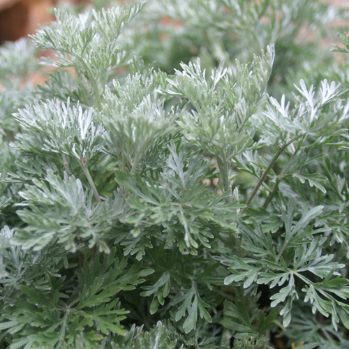 ARTEMISIA 'Powis Castle'