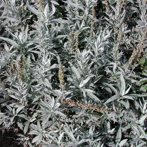 ARTEMISIA ludoviciana 'Valérie Finnis'