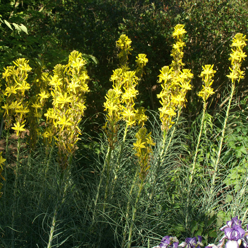 ASPHODELINE lutea