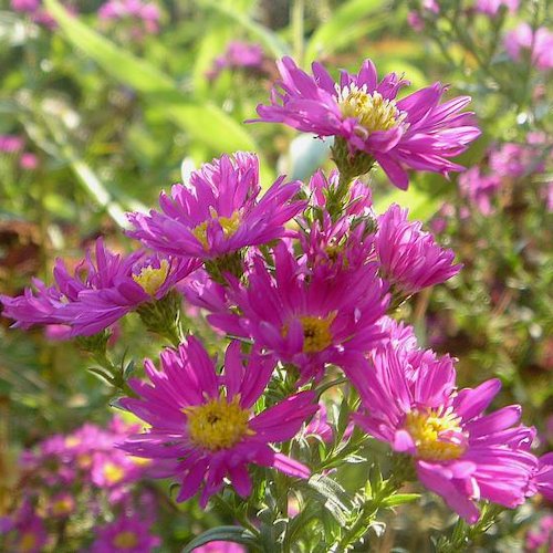 ASTER 'Carmen'