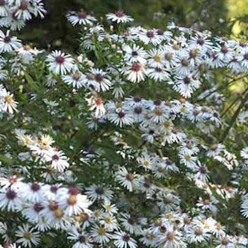 ASTER lateriflorus 'Chloe'