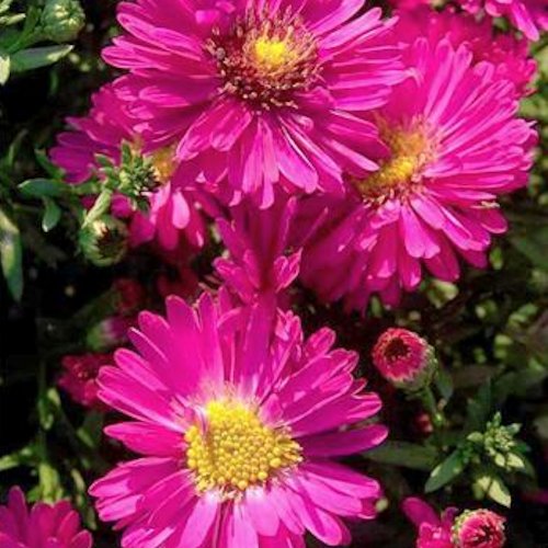 ASTER 'Kassel' (Dumosus Group)