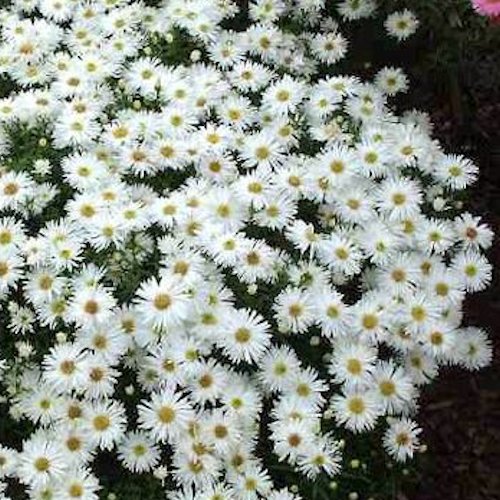 ASTER 'Kristina' (Dumosus Group)