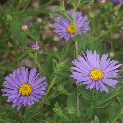 ASTER frikartii 'Mönch'
