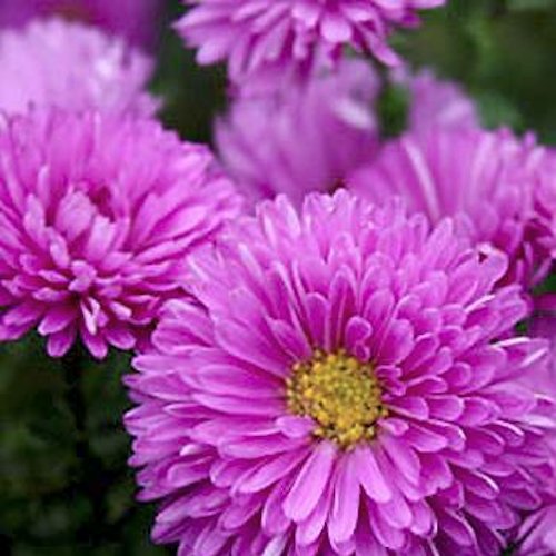 ASTER nb 'Patricia Ballard'