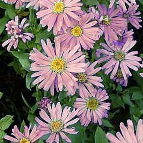 ASTER amellus 'Peach Blossom'