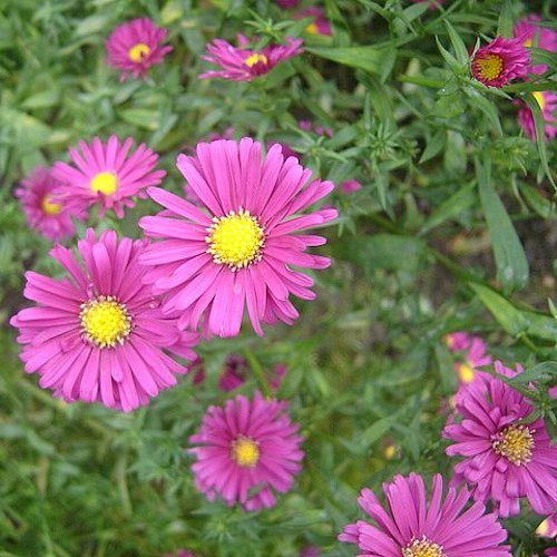 ASTER nb 'Rose ?'