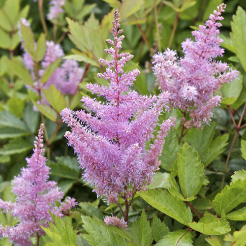 ASTILBE 'Anita Pfeifer' (Arendsii Group)