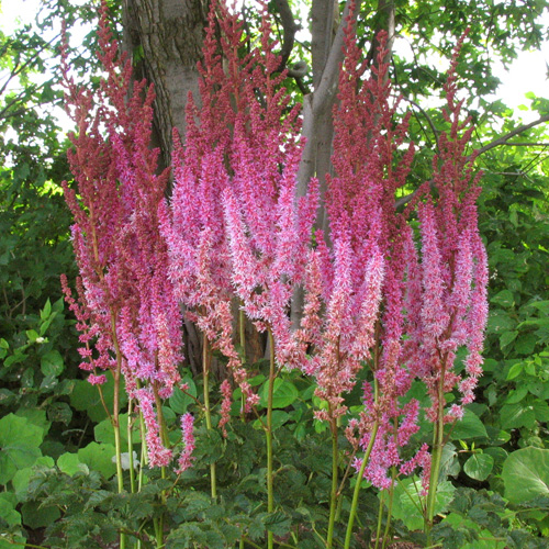 ASTILBE chinensis 'Superba'